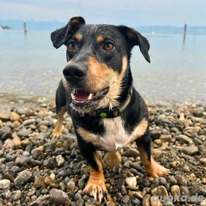 Joshi - sucht den richtigen Menschen