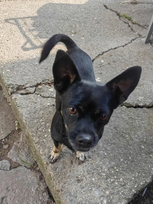 Ich passe ins Handgepäck!