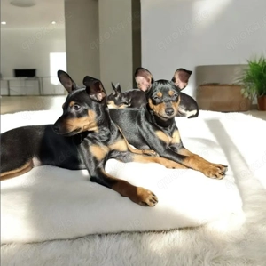 Zwergpinscher-Welpe 