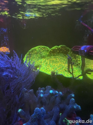 Koralle Chalice Space Invader