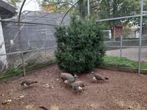 Männl.Pfauen abzugeben