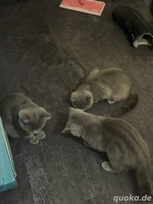 Bkh Kitten Bild 3