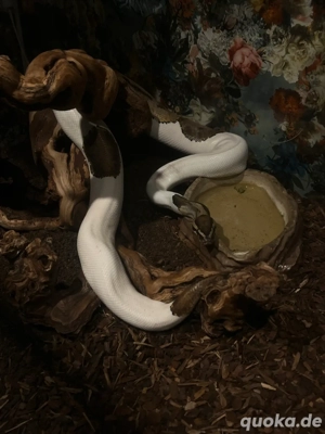 Königspython High White Piebald