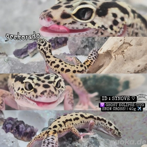 Leopardgecko Weibchen - Ghost Eclipse (Tug Snow cross)