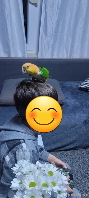 Eine paar Rostkappenpapagei