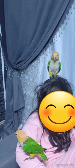 Tauschen auch möglich. Rostkappenpapagei