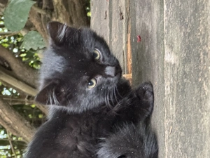 5 Septemberkatzenjunge zu verschenken