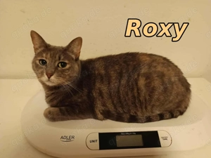 Unser Schatz Roxy sucht ihr Zuhause bei den besten Menschen