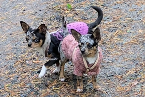 Little Resi, 4 Monate - Chihuahua - Tierhilfe Franken e.V. Bild 9