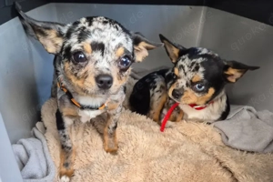 Little Resi, 4 Monate - Chihuahua - Tierhilfe Franken e.V. Bild 3