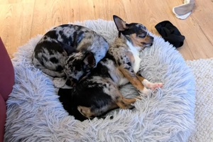 Little Resi, 4 Monate - Chihuahua - Tierhilfe Franken e.V. Bild 6