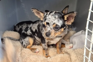 Little Resi, 4 Monate - Chihuahua - Tierhilfe Franken e.V. Bild 5