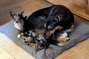 Little Resi, 4 Monate - Chihuahua - Tierhilfe Franken e.V. Bild 7