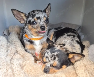 Little Resi, 4 Monate - Chihuahua - Tierhilfe Franken e.V. Bild 2
