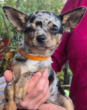 Little Resi, 4 Monate - Chihuahua - Tierhilfe Franken e.V. Bild 10