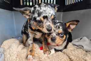 Little Resi, 4 Monate - Chihuahua - Tierhilfe Franken e.V. Bild 4