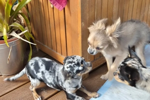 Little Resi, 4 Monate - Chihuahua - Tierhilfe Franken e.V. Bild 8