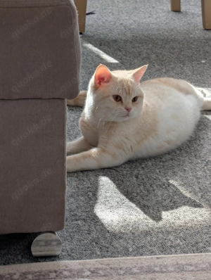  Liebevoller Kater sucht ein neues Zuhause 