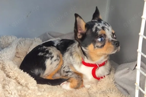 Little Tim, 4 Monate - Chihuahua - Tierhilfe Franken e.V. Bild 4