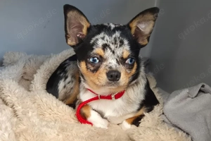 Little Tim - 4 Monate - Chihuahua - Tierhilfe Franken e.V. Bild 2