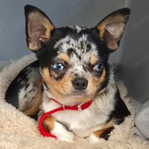 Little Tim, 4 Monate - Chihuahua - Tierhilfe Franken e.V.