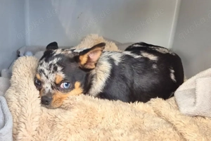 Little Tim - 4 Monate - Chihuahua - Tierhilfe Franken e.V. Bild 10