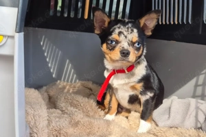 Little Tim, 4 Monate - Chihuahua - Tierhilfe Franken e.V. Bild 2