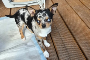 Little Tim, 4 Monate - Chihuahua - Tierhilfe Franken e.V. Bild 3