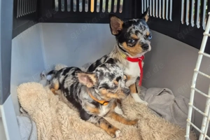 Little Tim - 4 Monate - Chihuahua - Tierhilfe Franken e.V. Bild 7