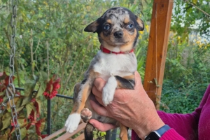 Little Tim, 4 Monate - Chihuahua - Tierhilfe Franken e.V. Bild 7