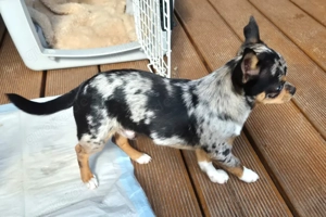 Little Tim, 4 Monate - Chihuahua - Tierhilfe Franken e.V. Bild 8