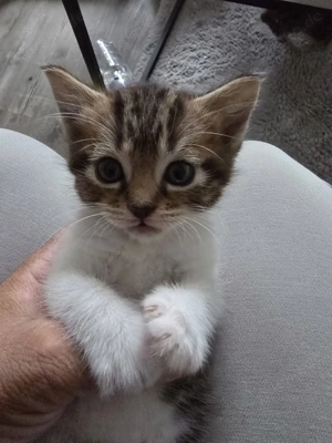 Bkh  American Shorthair Kitten 