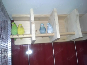 Blaugenicksperlingspapagein