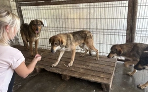 Junghund Sonas sucht sein Zuhause