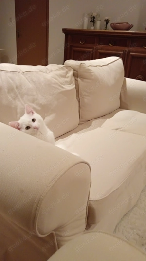 3 Monate Katzen sucht niedlich Huas