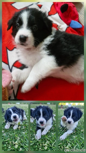 Kira sucht die Nadel im Heuhaufen 