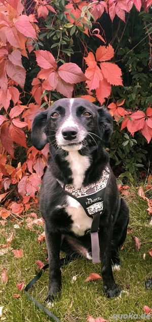 Baxter such ein Zuhause fürs Leben  