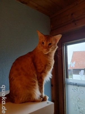 Javanese * Orientalisch Langhaar Kater sucht ein tolles neues zu Hause 