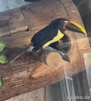 Grünarassari Pteroglossus viridis