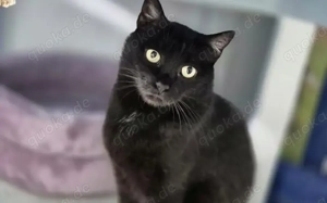 Schwarze Schönheit Tamy sucht ihr Zuhause