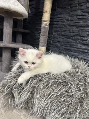 BKH Kitten Britisch Langhaar