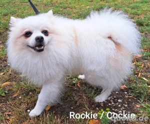 Rockie ist ein verschmuster Kerl der seine Menschen sucht *in einer Pflegefamilie*