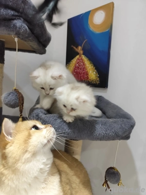 Deckkater BKH  mit Stammbaum.Genetische und Erbkrankheit negativ getestet  Bild 5