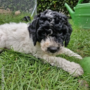 Mittelpudel Antonia Hündin ab November 