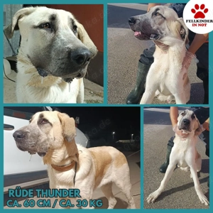 junger großer Kangal Mischlings-Rüde sucht ein Zuhause