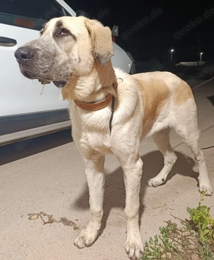 junger großer Kangal Mischlings-Rüde sucht ein Zuhause Bild 3