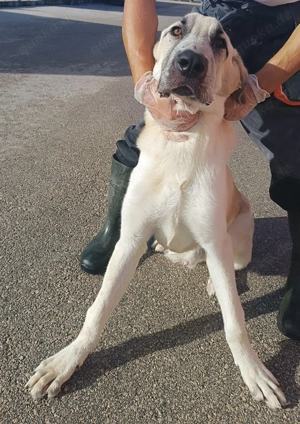 junger großer Kangal Mischlings-Rüde sucht ein Zuhause Bild 5
