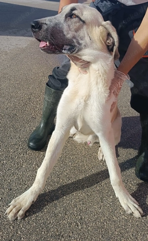 junger großer Kangal Mischlings-Rüde sucht ein Zuhause Bild 4