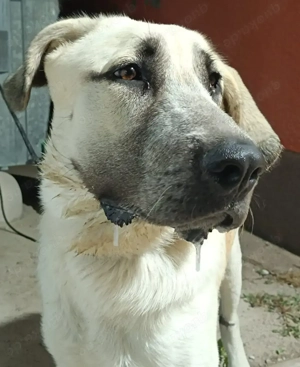 junger großer Kangal Mischlings-Rüde sucht ein Zuhause Bild 2