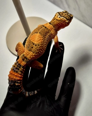 Black Night Mandarin Leopardgecko  Bild 4